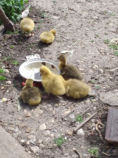  - Boboci de gasca 2019