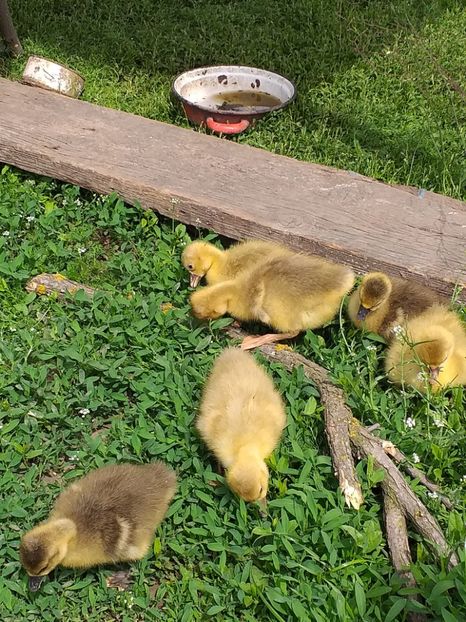  - Boboci de gasca 2019