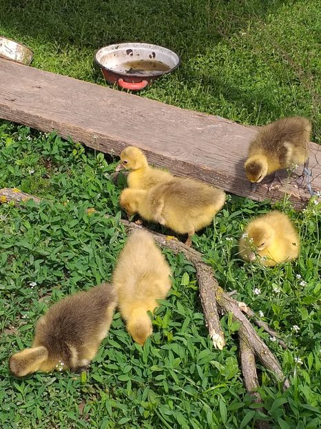  - Boboci de gasca 2019