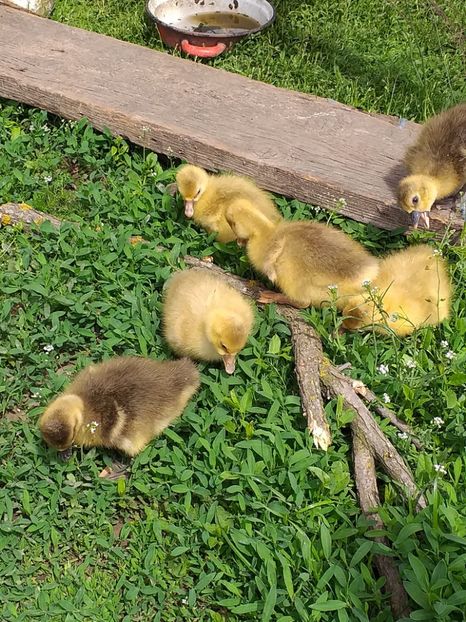  - Boboci de gasca 2019