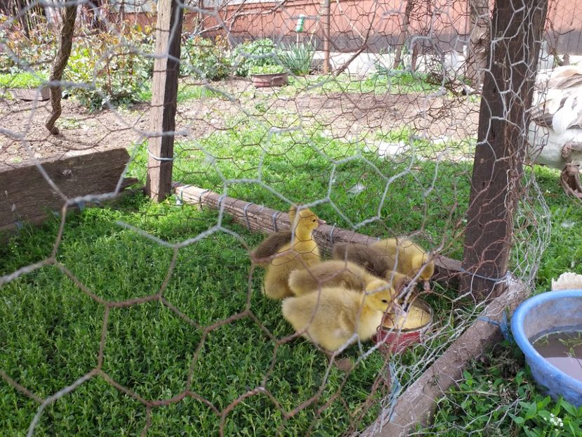  - Boboci de gasca 2019