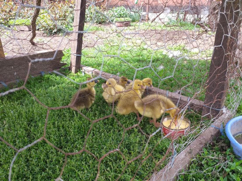  - Boboci de gasca 2019