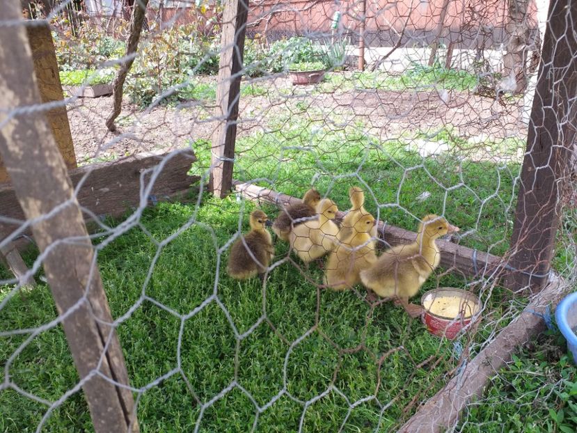  - Boboci de gasca 2019