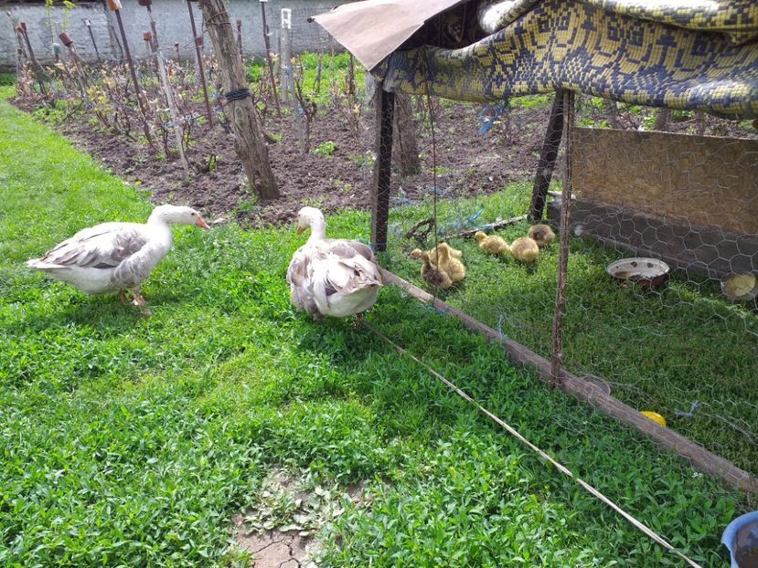  - Boboci de gasca 2019