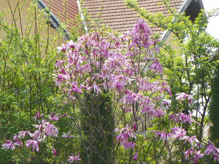 27 apr (10) - Copacei si arbusti 2019