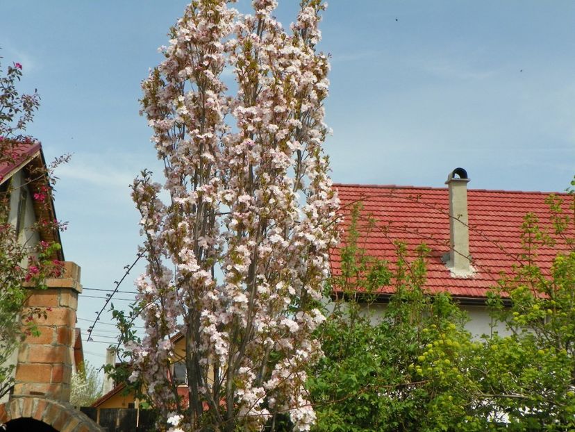 27 apr (19) - Copacei si arbusti 2019