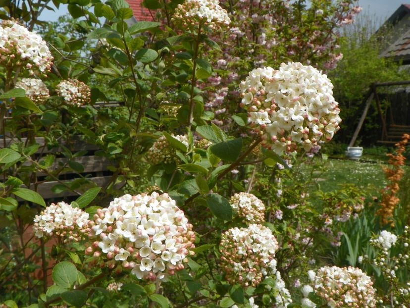 27 apr (46) - Copacei si arbusti 2019