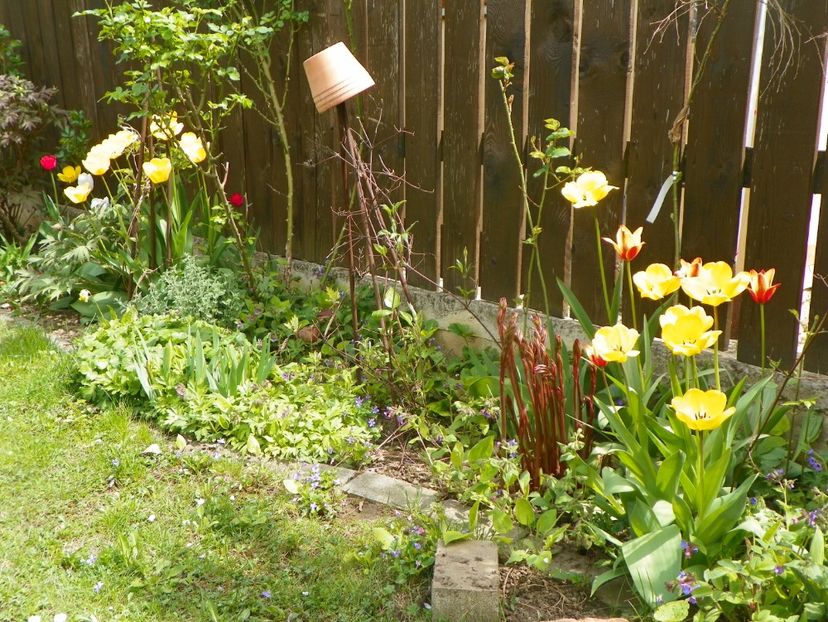 27 apr (27) - Gradina 2019