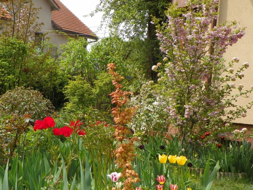 27 apr (31) - Gradina 2019