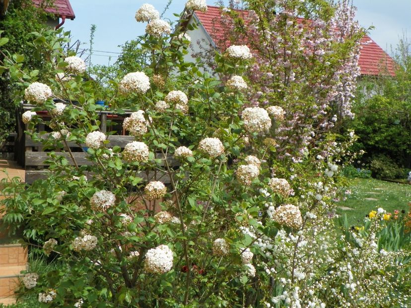 27 apr (33) - Gradina 2019