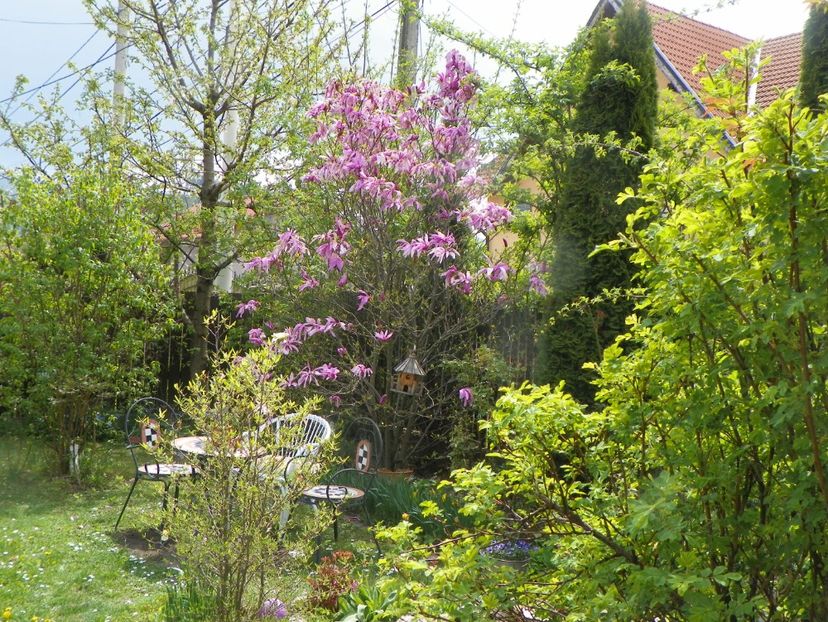 27 apr (45) - Gradina 2019