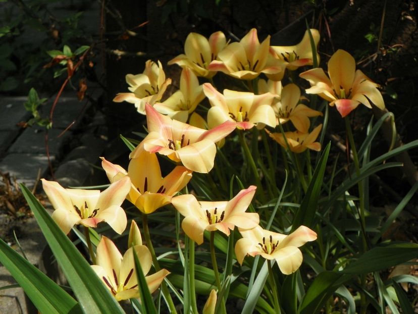 27 apr (3) - Primavara 2019