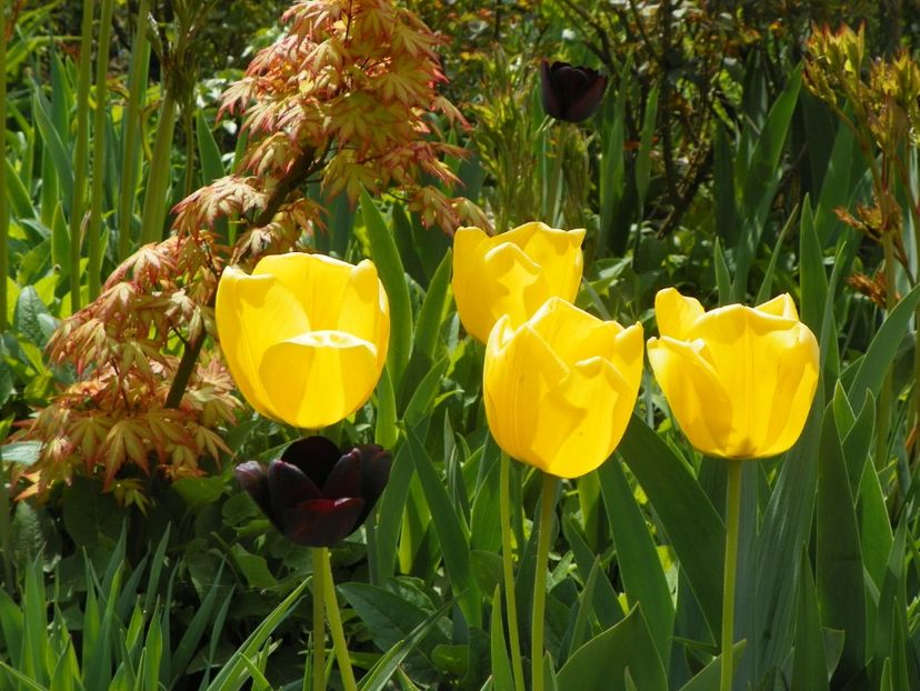 27 apr (8) - Primavara 2019