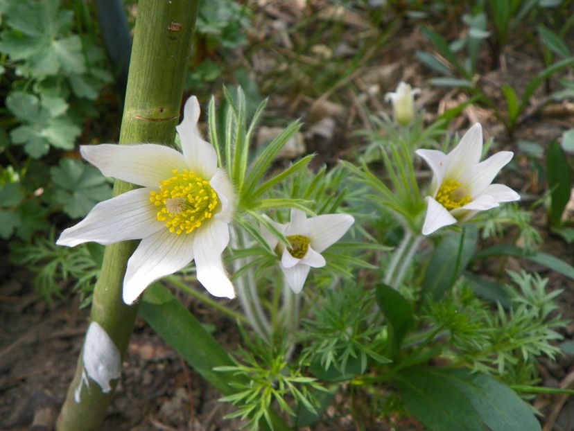 27 apr (43) - Primavara 2019