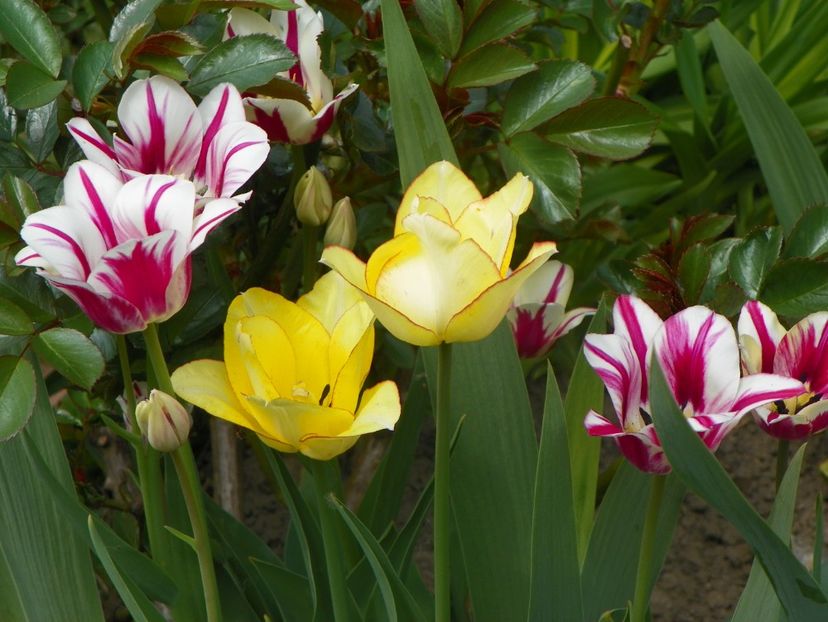 27 apr (51) - Primavara 2019