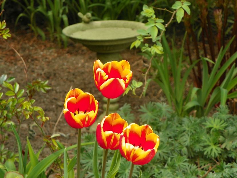 27 apr (53) - Primavara 2019