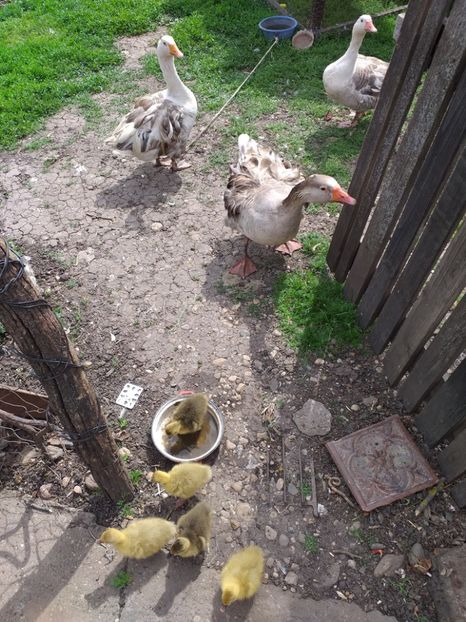  - Boboci de gasca 2019