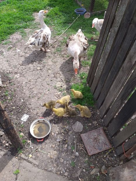  - Boboci de gasca 2019