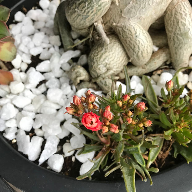 Kalanchoe Synsepala dissecta - Jurnalul gradinii 2019