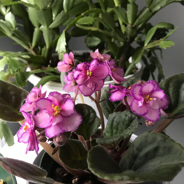  - Plante de interior 2019