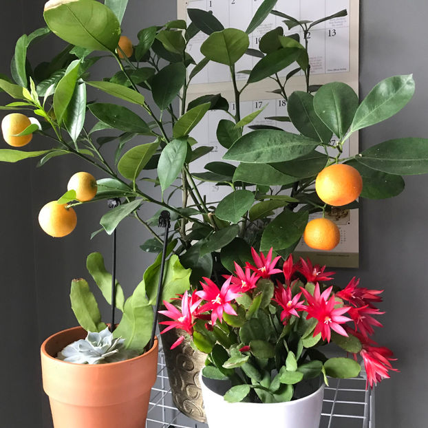  - Plante de interior 2019