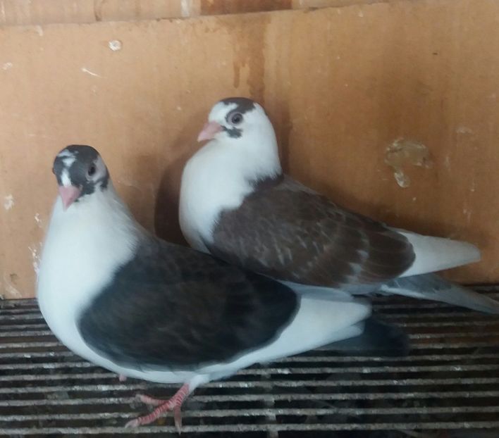 20190420_153145-1 - JUCATORI CARE FAC SPECTACOL