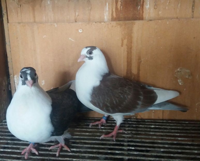 20190420_153137-1 - JUCATORI CARE FAC SPECTACOL