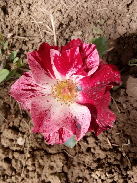  - Crazy for You - Fourth of july