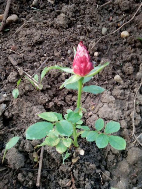  - Crazy for You - Fourth of july