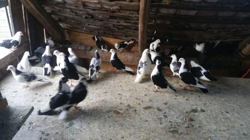  - -Matca 2019 jucatori de galati