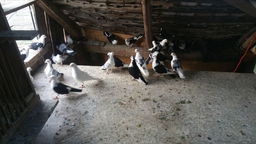  - -Matca 2019 jucatori de galati