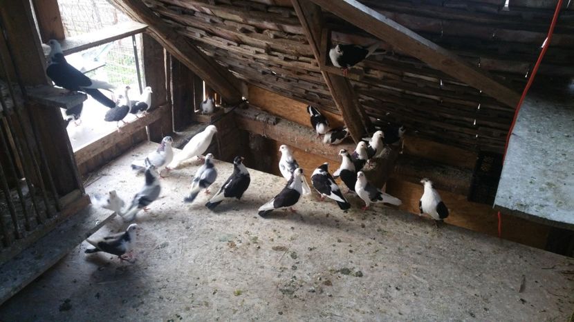  - -Matca 2019 jucatori de galati