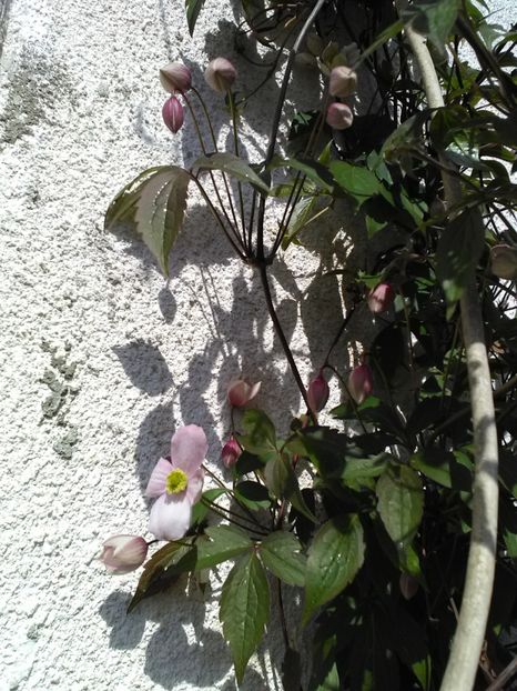  - Flori de gradina 2018