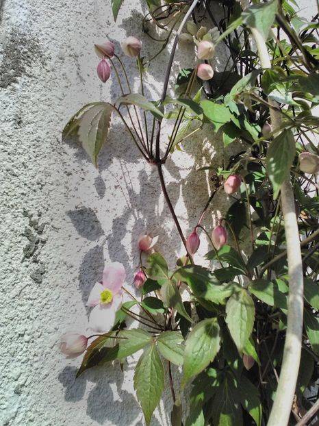  - Flori de gradina 2018