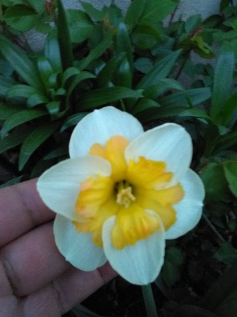  - Flori de gradina 2018