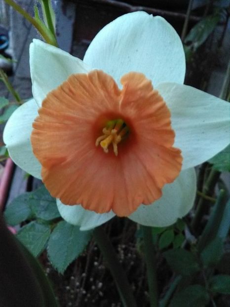  - Flori de gradina 2018
