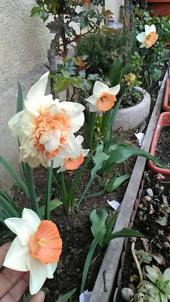  - Flori de gradina 2018