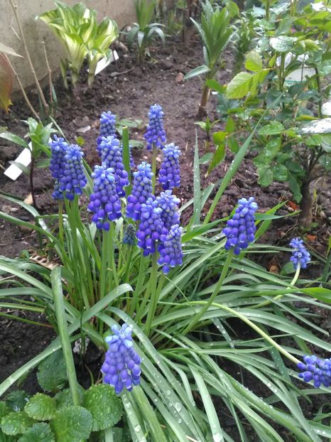  - Flori de gradina 2018