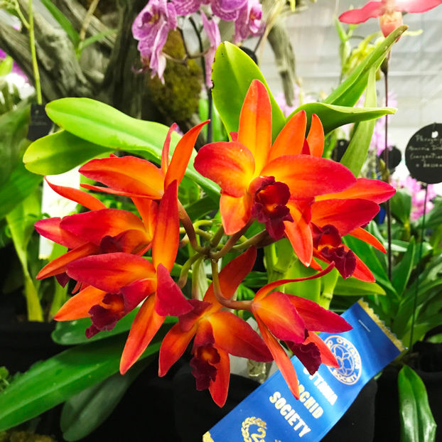  - Orchid Show 2019