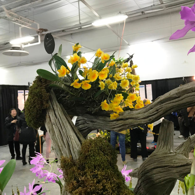  - Orchid Show 2019