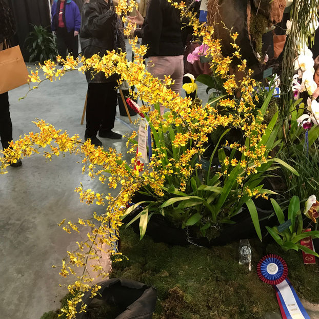  - Orchid Show 2019