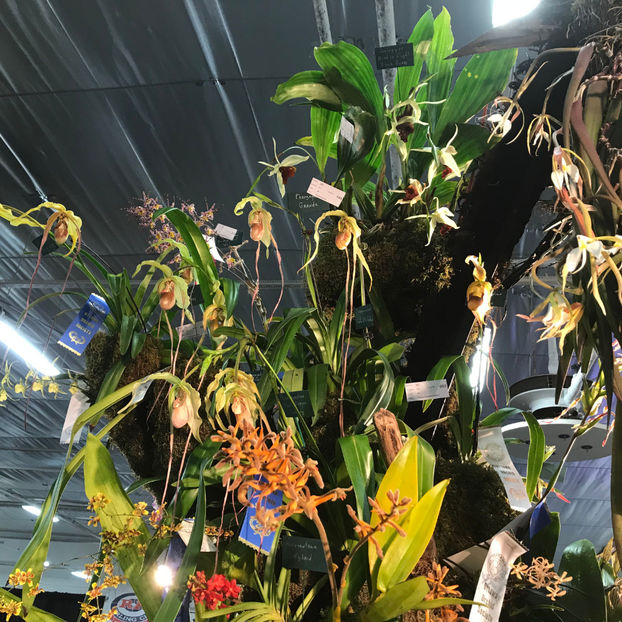  - Orchid Show 2019