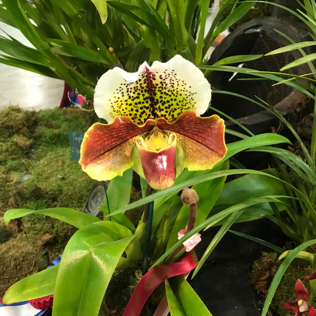  - Orchid Show 2019