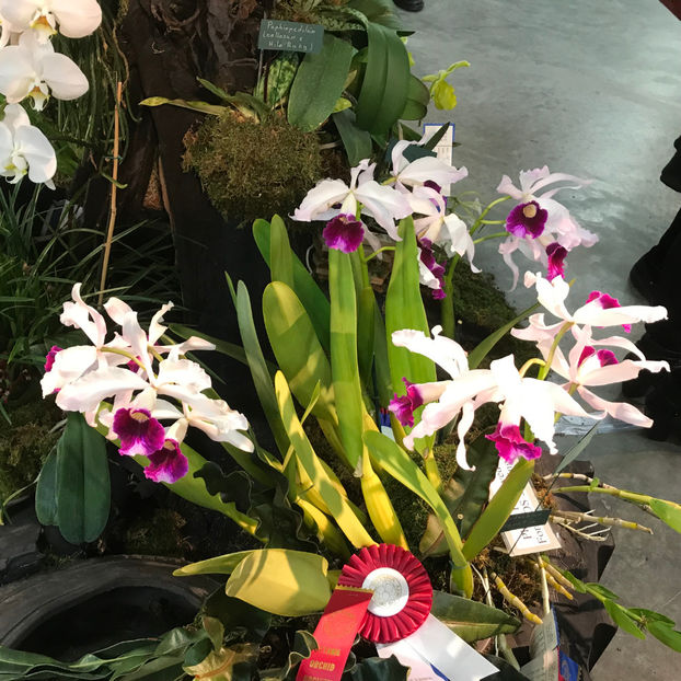  - Orchid Show 2019