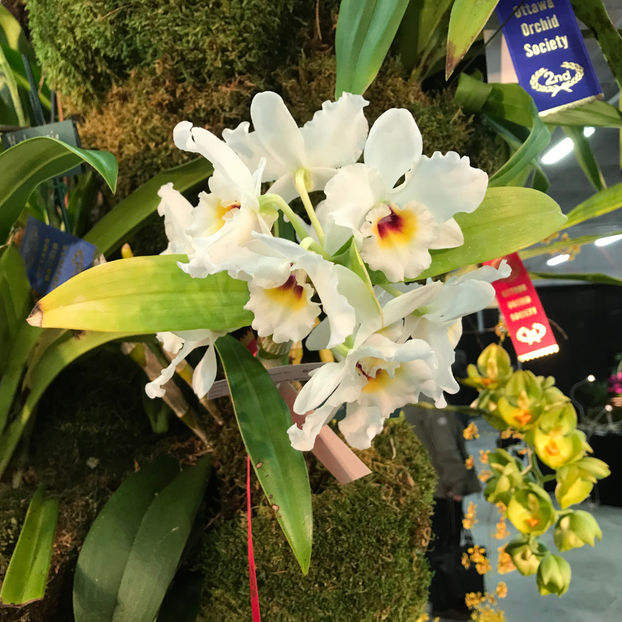  - Orchid Show 2019