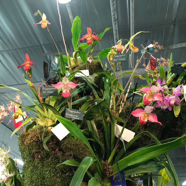  - Orchid Show 2019