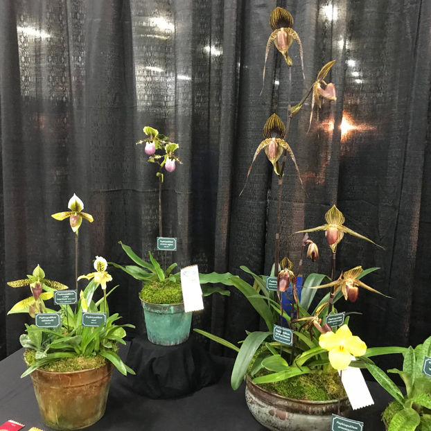  - Orchid Show 2019