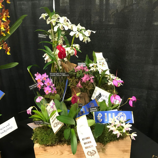  - Orchid Show 2019