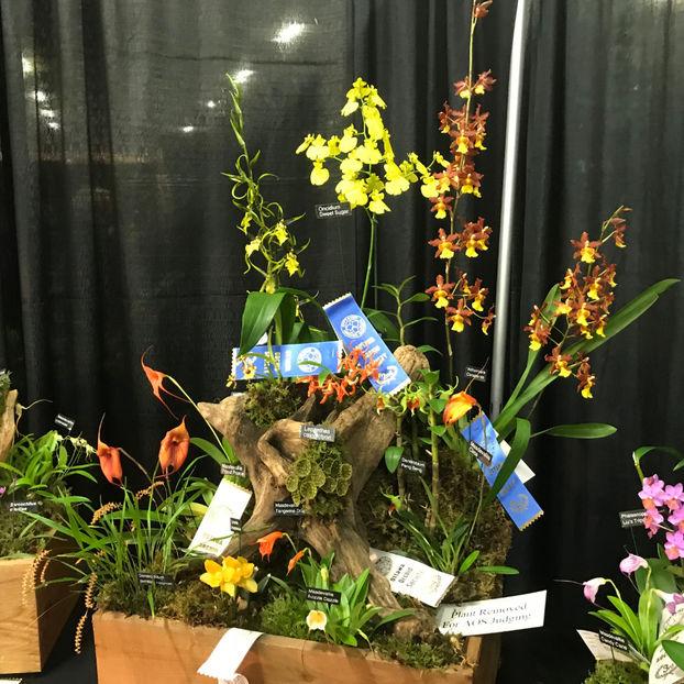  - Orchid Show 2019