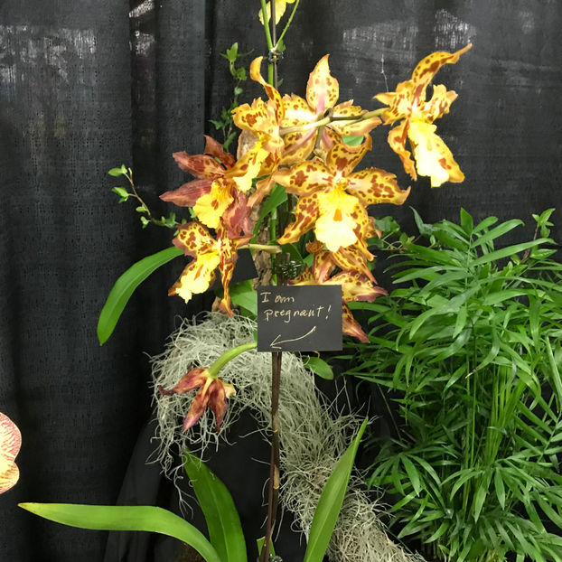  - Orchid Show 2019